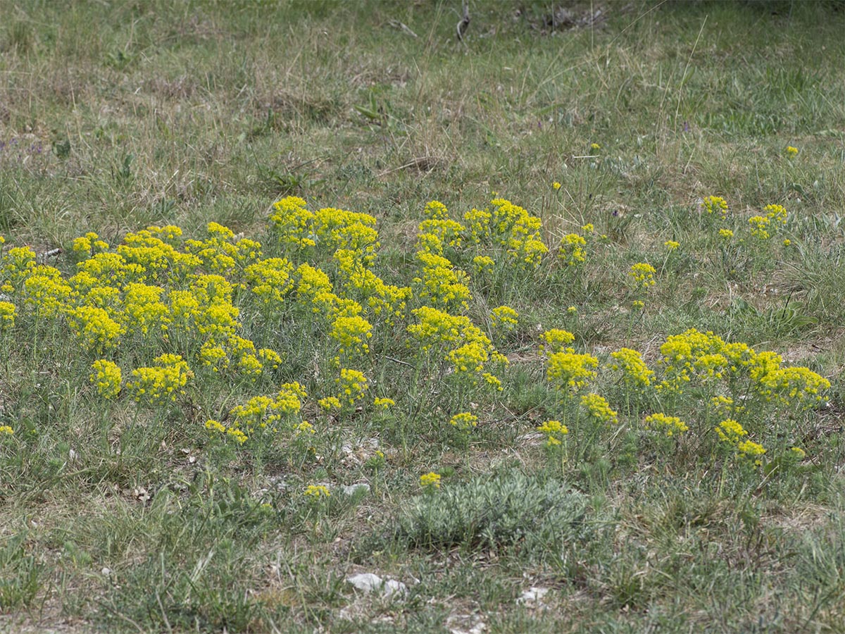 Euphorbia cyparissias